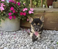 Jarell, a male Pembroke Welsh Corgi for sale in Seymour, MO – 1 of 3