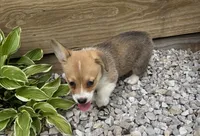 Molly, a female Pembroke Welsh Corgi for sale in Seymour, MO – 5 of 5