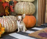 Pixie , a female Chihuahua for sale in Seymour, MO – 2 of 4