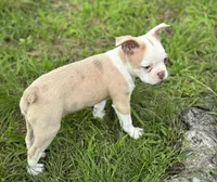 Lolli, a female Boston Terrier for sale in Seymour, MO – Photo 2 of 7