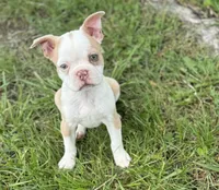 Lolli, a female Boston Terrier for sale in Seymour, MO – Photo 5 of 7