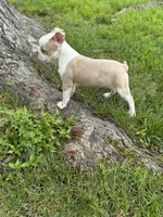 Lolli, a female Boston Terrier for sale in Seymour, MO – Photo 6 of 7