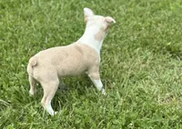 Lolli, a female Boston Terrier for sale in Seymour, MO – Photo 4 of 7