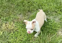 Lolli, a female Boston Terrier for sale in Seymour, MO – Photo 7 of 7