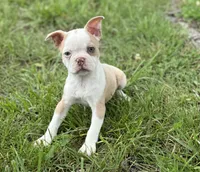 Lolli, a female Boston Terrier for sale in Seymour, MO – Photo 3 of 7