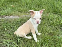 Lolli, a female Boston Terrier for sale in Seymour, MO – Photo 1 of 7