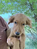 Winnie - sweet Pink collar Girl , a female Golden Retriever for sale in Ardmore, OK – 3 of 3