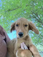 Winnie - sweet Pink collar Girl , a female Golden Retriever for sale in Ardmore, OK – 2 of 3