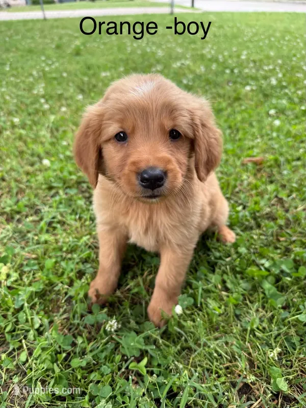 Orange boy – Golden Retriever puppy for sale in Ardmore, OK
