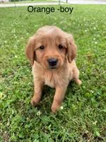 Orange boy, a male Golden Retriever for sale in Ardmore, OK – 1 of 2