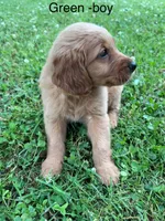 Green boy, a male Golden Retriever for sale in Ardmore, OK – 2 of 3