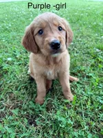 Purple girl , a female Golden Retriever for sale in Ardmore, OK – 3 of 3