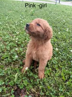 Pink Girl , a female Golden Retriever for sale in Ardmore, OK – 2 of 3