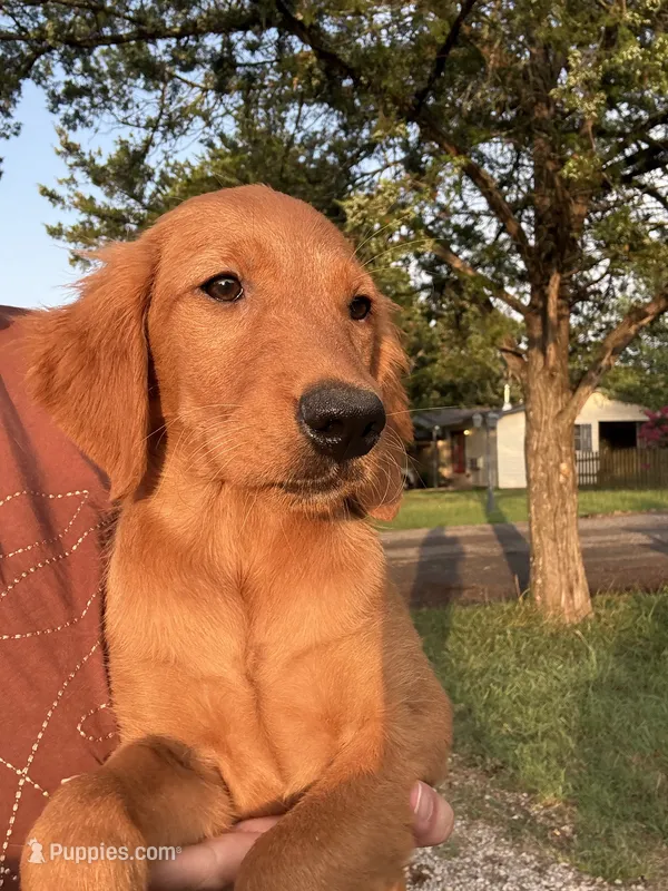 Remi- sweet and smart dark pink collar girl – Golden Retriever puppy for sale in Ardmore, OK