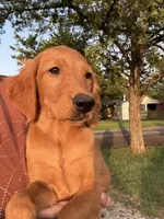 Remi- sweet and smart dark pink collar girl, a female Golden Retriever for sale in Ardmore, OK – 1 of 6