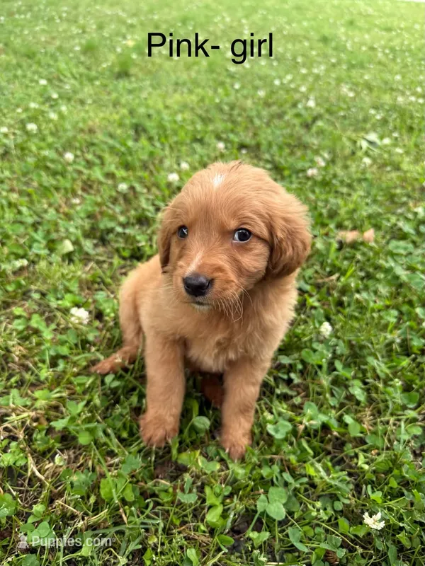 Pink Girl  – Golden Retriever puppy for sale in Ardmore, OK