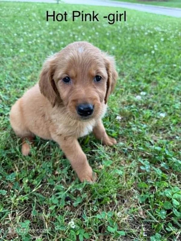 Hot pink girl – Golden Retriever puppy for sale in Ardmore, OK