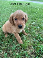 Hot pink girl, a female Golden Retriever for sale in Ardmore, OK – 1 of 3