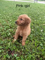Pink Girl , a female Golden Retriever for sale in Ardmore, OK – 3 of 3