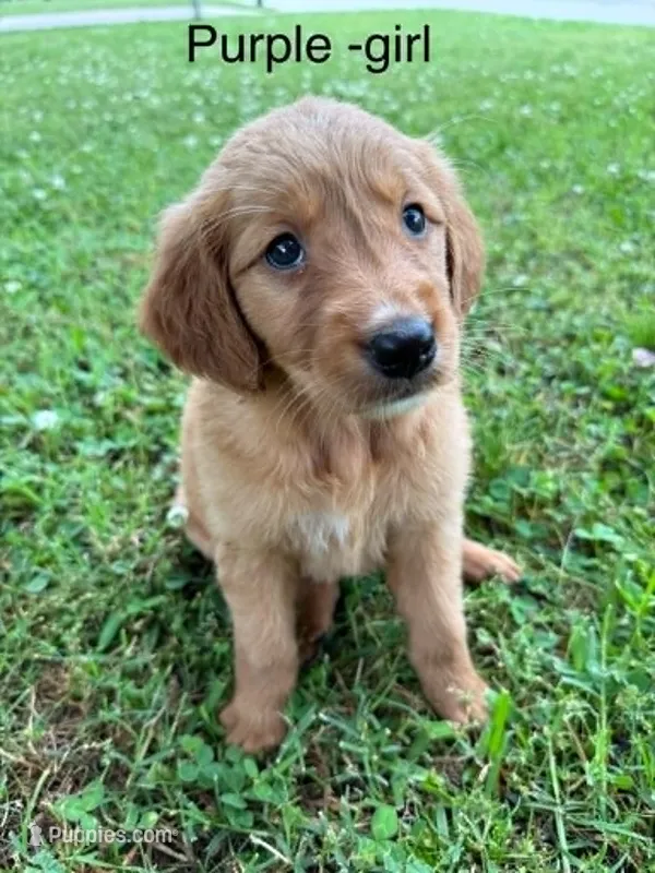 Purple girl  – Golden Retriever puppy for sale in Ardmore, OK