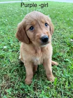 Purple girl , a female Golden Retriever for sale in Ardmore, OK – 1 of 3