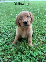 Yellow girl , a female Golden Retriever for sale in Ardmore, OK – 2 of 3