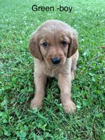Green boy, a male Golden Retriever for sale in Ardmore, OK – 3 of 3