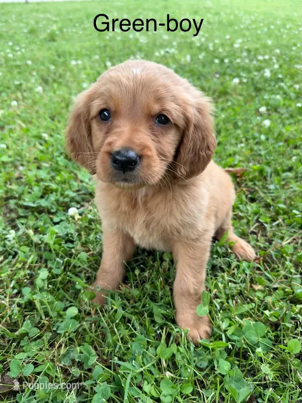 Green boy – Golden Retriever puppy for sale in Ardmore, OK