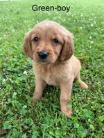 Green boy, a male Golden Retriever for sale in Ardmore, OK – 1 of 3