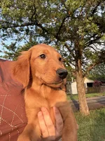 Remi- sweet and smart dark pink collar girl, a female Golden Retriever for sale in Ardmore, OK – 4 of 6