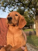 Remi- sweet and smart dark pink collar girl, a female Golden Retriever for sale in Ardmore, OK – 2 of 6