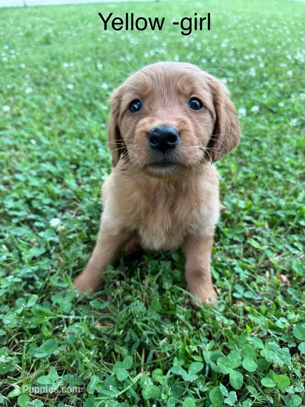 Yellow girl  – Golden Retriever puppy for sale in Ardmore, OK