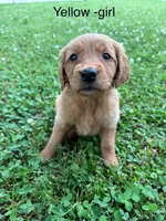 Yellow girl , a female Golden Retriever for sale in Ardmore, OK – 1 of 3