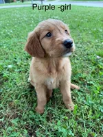 Purple girl , a female Golden Retriever for sale in Ardmore, OK – 2 of 3
