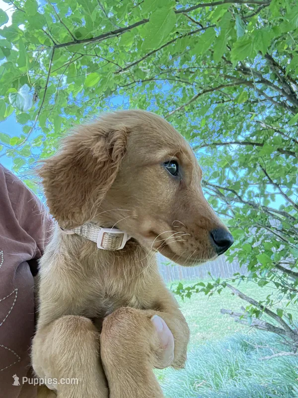 Winnie - sweet Pink collar Girl  – Golden Retriever puppy for sale in Ardmore, OK