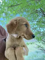 Winnie - sweet Pink collar Girl , a female Golden Retriever for sale in Ardmore, OK – 1 of 3