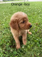 Orange boy, a male Golden Retriever for sale in Ardmore, OK – 2 of 2