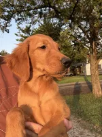 Remi- sweet and smart dark pink collar girl, a female Golden Retriever for sale in Ardmore, OK – 3 of 6