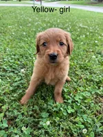 Yellow girl , a female Golden Retriever for sale in Ardmore, OK – 3 of 3