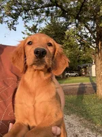 Remi- sweet and smart dark pink collar girl, a female Golden Retriever for sale in Ardmore, OK – 5 of 6