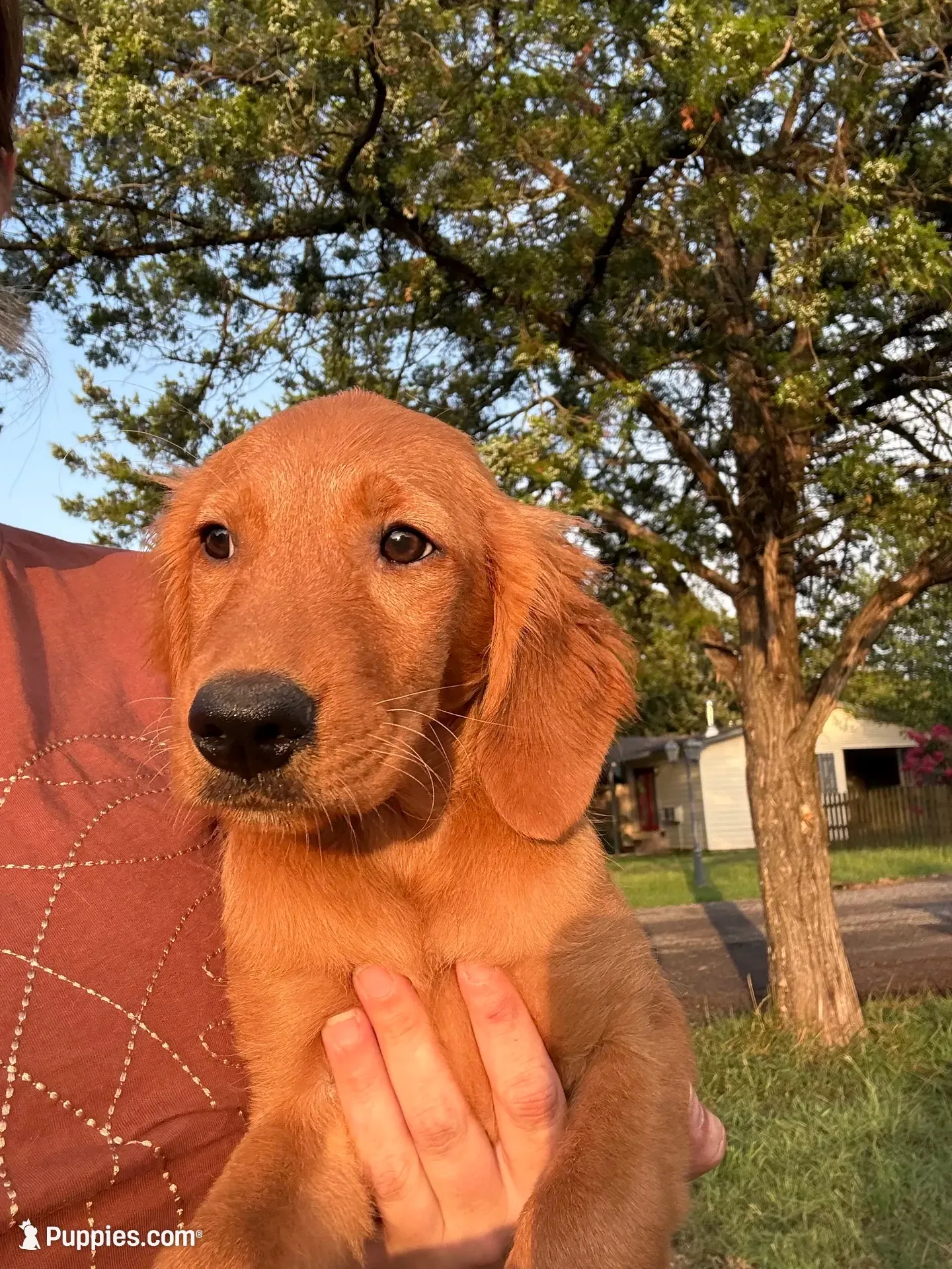 Remi- sweet and smart dark pink collar girl, a female Golden Retriever for sale in Ardmore, OK – 6 of 6