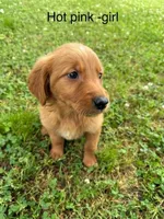 Hot pink girl, a female Golden Retriever for sale in Ardmore, OK – 3 of 3