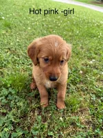 Hot pink girl, a female Golden Retriever for sale in Ardmore, OK – 2 of 3