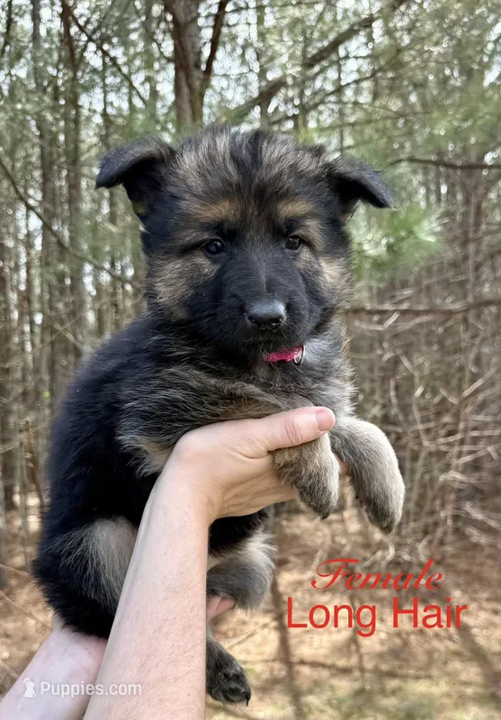 Honey – German Shepherd Dog puppy for sale in Suffolk, VA