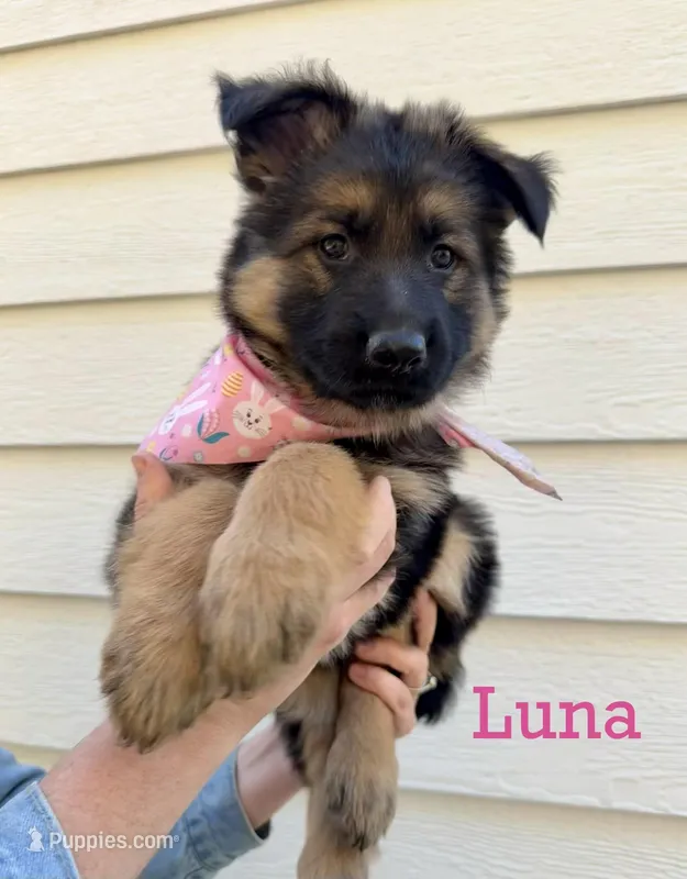 Luna – German Shepherd Dog puppy for sale in Suffolk, VA
