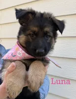 Luna, a female German Shepherd Dog for sale in Suffolk, VA – Photo 2 of 6