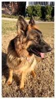 Luna, a female German Shepherd Dog for sale in Suffolk, VA – Photo 6 of 6