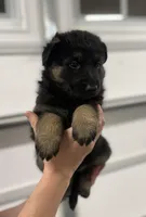 Susie, a female German Shepherd Dog for sale in Suffolk, VA – Photo 2 of 6