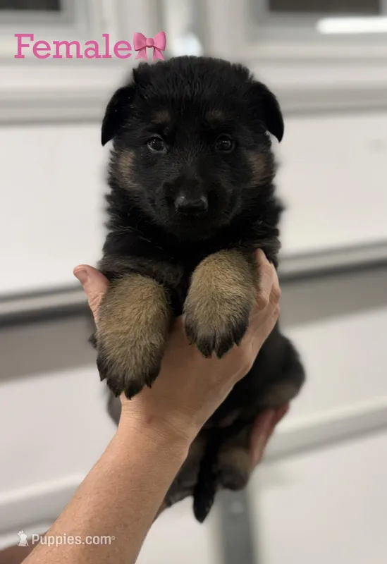 Susie – German Shepherd Dog puppy for sale in Suffolk, VA