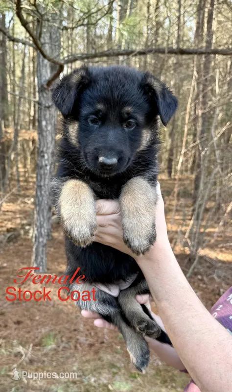 Susie – German Shepherd Dog puppy for sale in Suffolk, VA